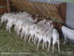 High Milking Saanen and Boer Goats for sale (Dairy and Meat goats)