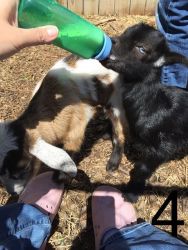 4 Goats total -2 adult females ($200 each) 2 male kids ($100 each)