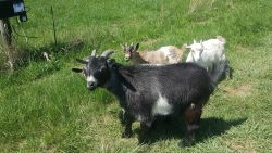 Pygmy goats for sale