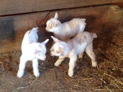 Nigerian Dwarf baby goats and adults