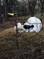 Pregnant goats