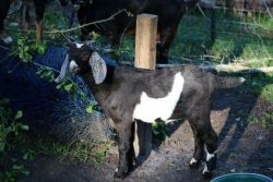 10-12 week old Nubian Baby Goats for sale!