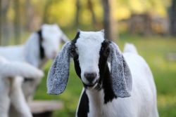 10-12 week old Nubian Goats for Sale