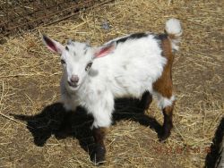 Nigerian Dwarf baby goats