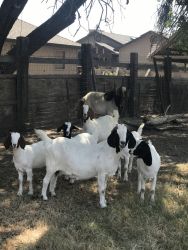 100% Pure Bred Boer Goats