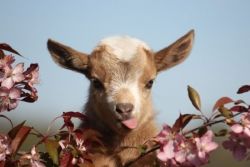 Nigerian Dwarf goats for sale!