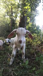 Billy Goats foe sale