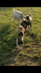 Buckling goat