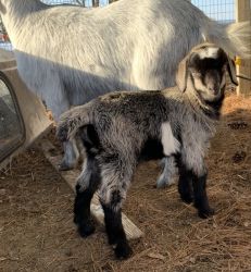 Nigerian Dwarf baby goat