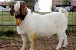 Male and Female Boer Goats for sale