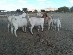 Goats in Hollister CA
