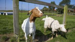 Boer Goat For Sale