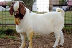 Boer Goat For Sale