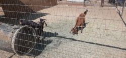 2 male and 2 female nubian goats, all are 1 year old
