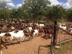 Kalahari Goats For Sale