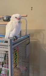 Goffin Parrot for sale
