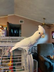 10 years old goffin's cockatoo