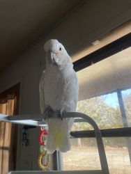 Paco Goffin Cockatoo
