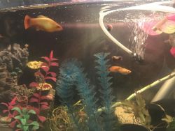 Mickey Mouse platys for sale