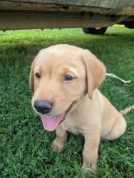 Goldador pups for sale