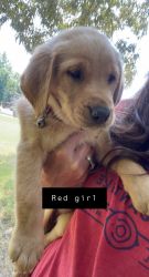 Red girl 9 weeks