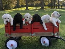 Family Raised Goldador Puppies