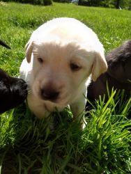 Goldador puppies for sale, Frankfort Ky