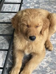 Red Goldador puppies for sale