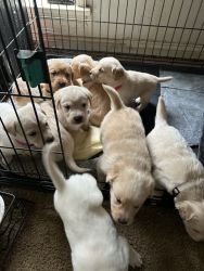 Goldador puppies born 3/17/23