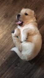 Golden lab puppies for sale