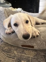 Goldador Puppy -8 Weeks
