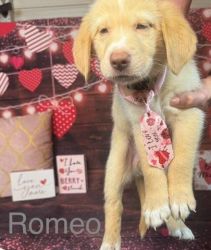 Romeo's forever happy home