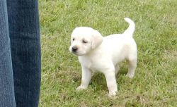 Beautiful Goldador puppies for your home