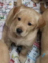Golden-Labrador Pups/Designer Breed/Registered
