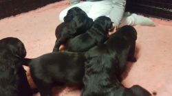 Black Goldador Puppies For Sale