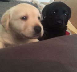 Black And White Goldador Puppies For Sale