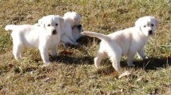 Purebred Lovely Goldador Puppies