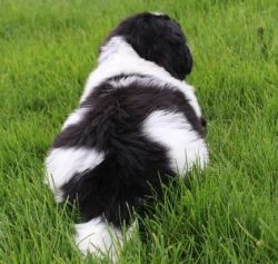 newfoundland pupies for sale