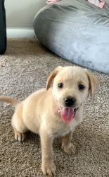 Goldador Puppy for sale