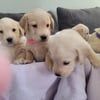 Goldador Puppies (golden retriever/lab)