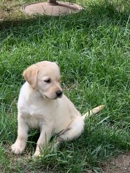 Goldador Puppies Available now!!