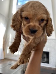 Puppy Goldendoodle male
