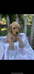 Godendoodle puppy for sale
