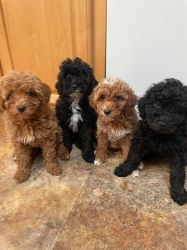 Mini Goldendoodle puppies for sale