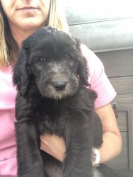 Goldendoodle available