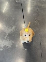 Goldendoodle puppy for sale - 12 weeks old