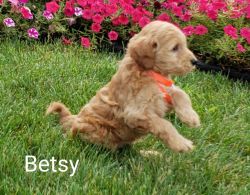 F1B mini GoldenDoodles born July 2 [xxx]{xxx}(xxxx) Tuffy $800. Betsy