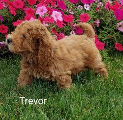 F2B mini Goldendoodles born June 18th. {xxx}[xxx]{xxxx) Trevor
