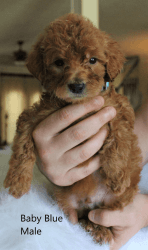Stella's Goldendoodle Puppies For Sale!!