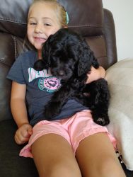 Beautiful F1 Goldendoodles. Located in Blanchester Ohio
